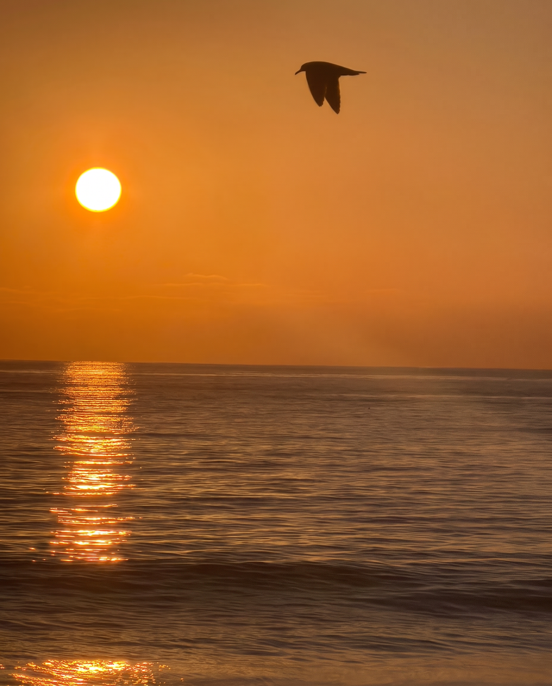 A bird flying above the ocean at sunset